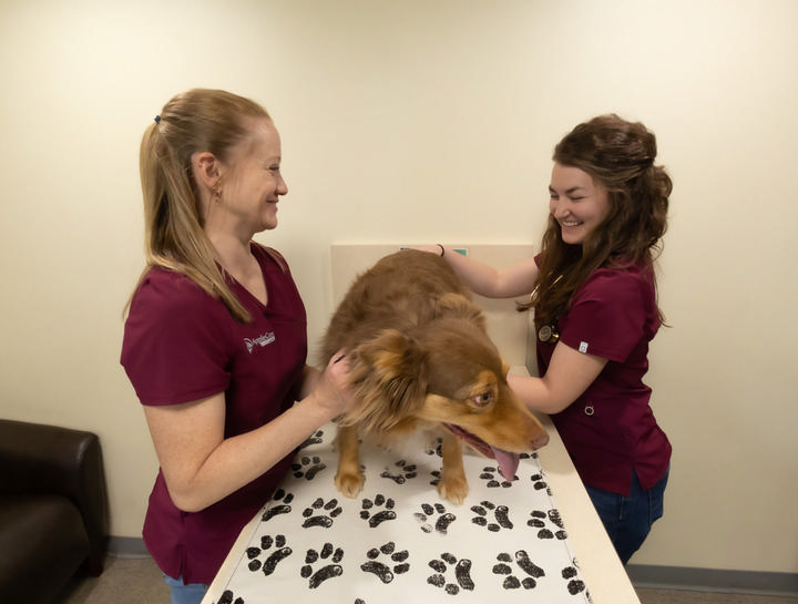 Preventive Care for Dogs
