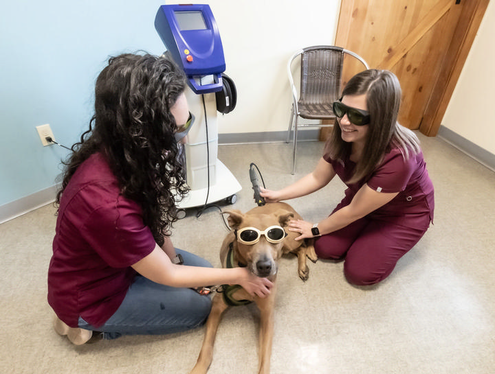 Laser Therapy for Dogs