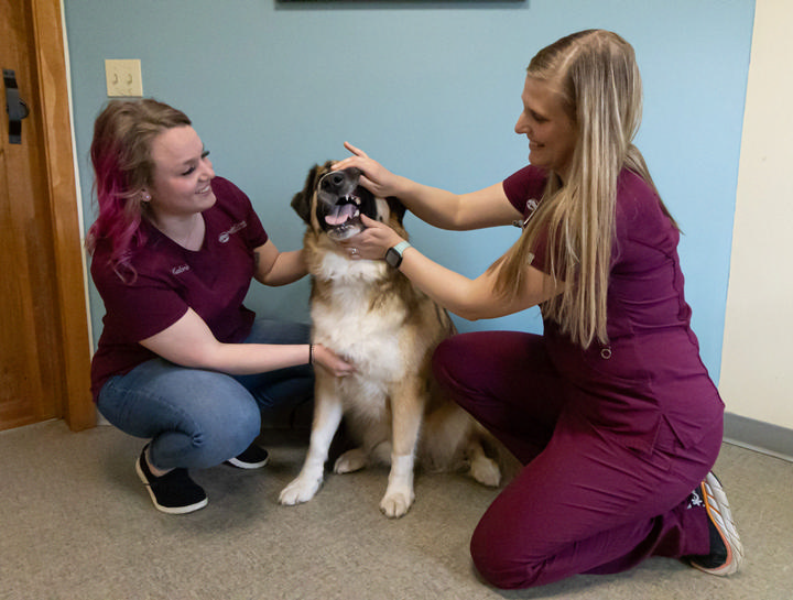 $city Pet Dentist