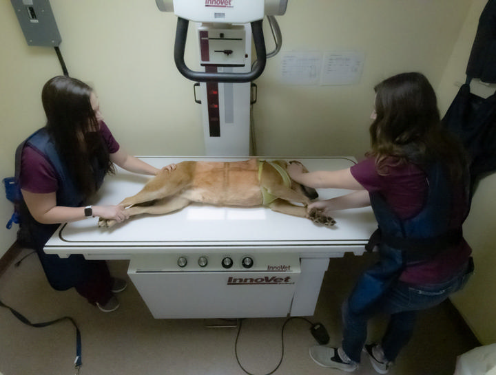 Xrays for Cats & Dogs
