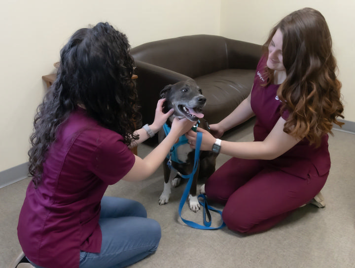 Senior Pet Care 